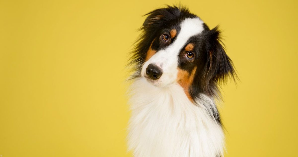 A very cute Australian shepherd dog sitting in front of a bring yellow background.